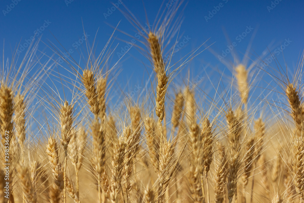Golden grains of wheat ready for harvest against a blue late summer sky Golden grains of wheat ready for harvest against a blue late summer sky