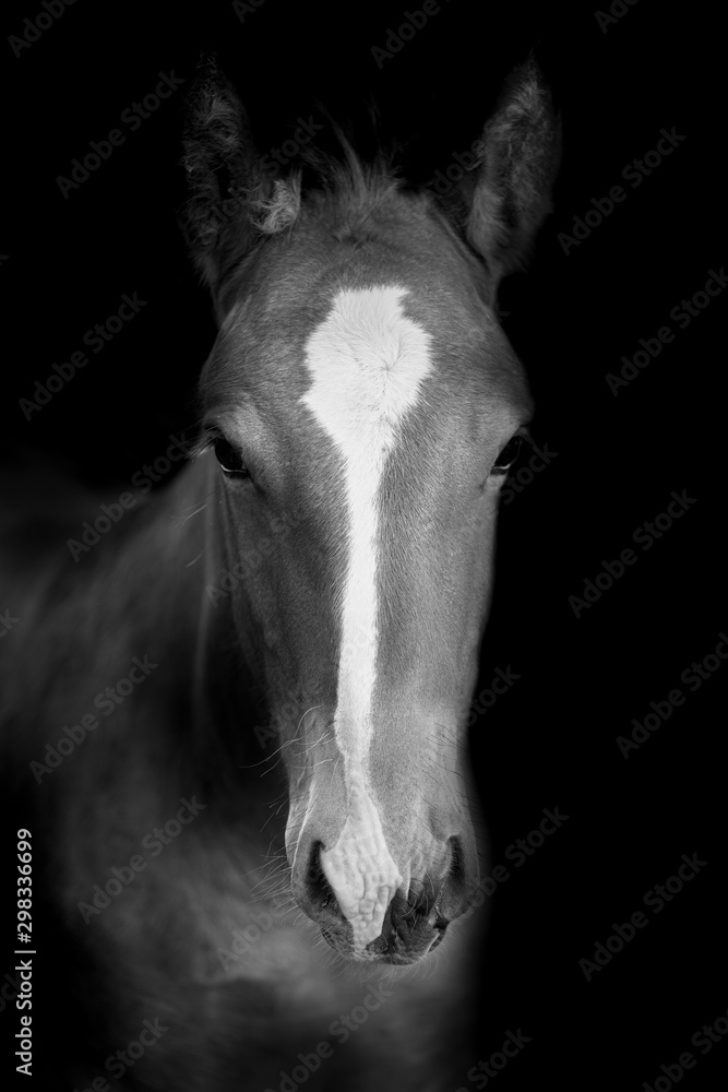 Obraz premium horses in the meadow