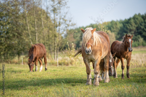 horses in the meadow © Piotr