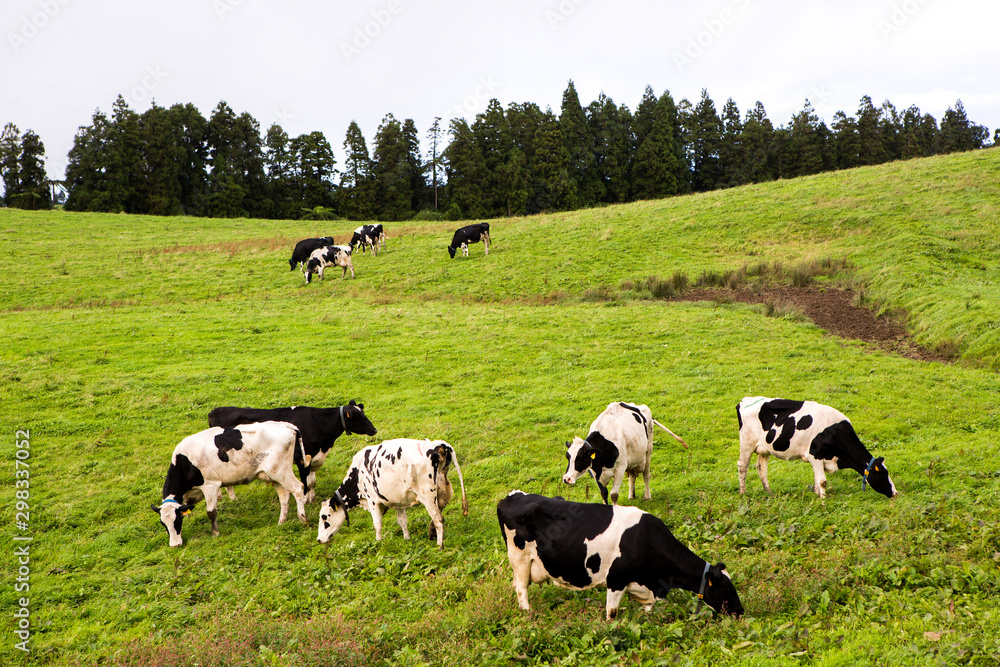 Black and white cows in a grassy field Black and white cows in a grassy field