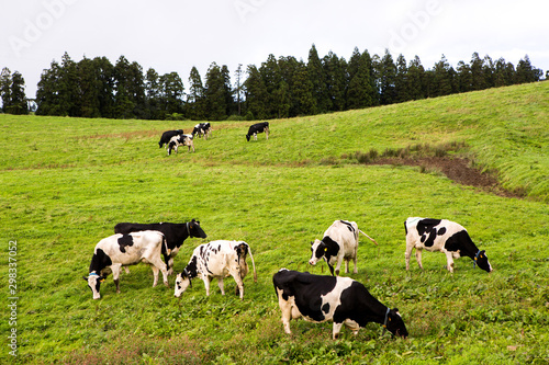 Black and white cows in a grassy field 