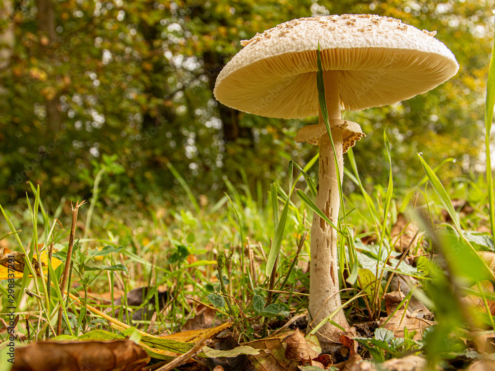 Champignons d'automne