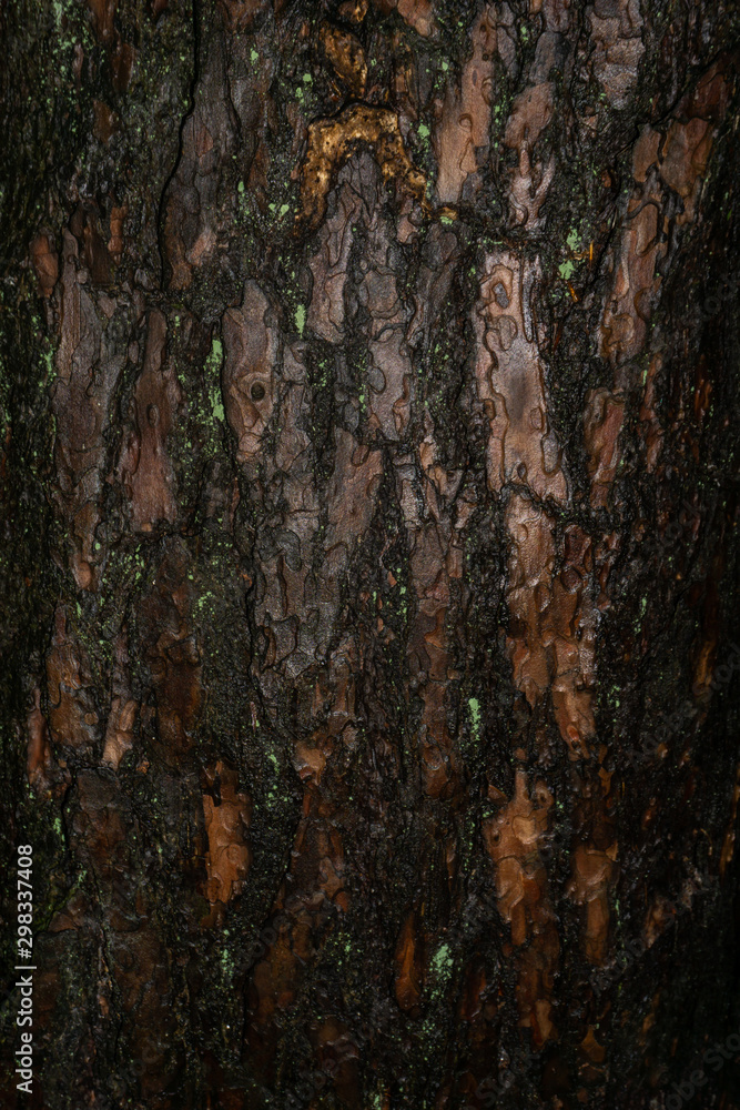 bark of a tree