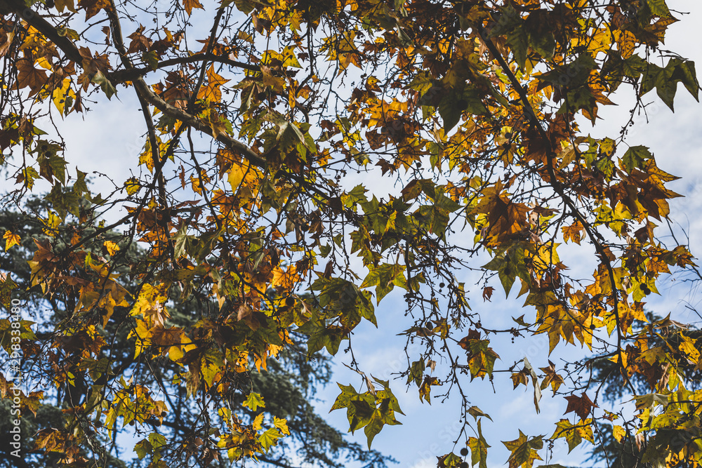 El Retiro park in autumn, Madrid. Spain. El Retiro park in autumn, Madrid. Spain.