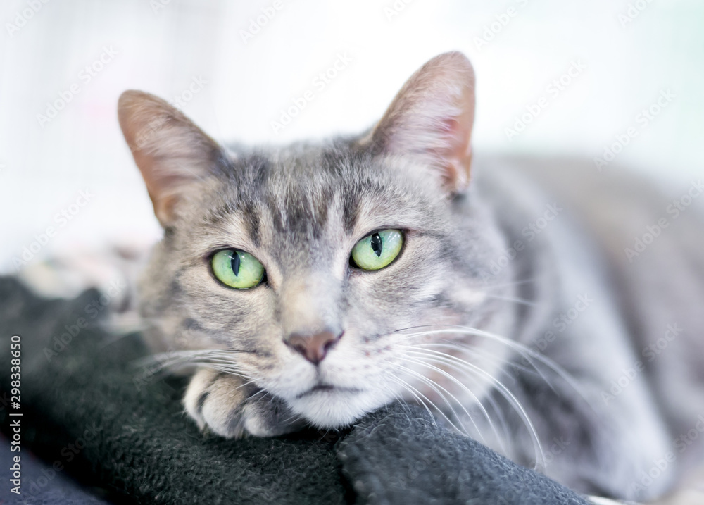 A relaxed gray tabby domestic shorthair cat  resting its head on its paw