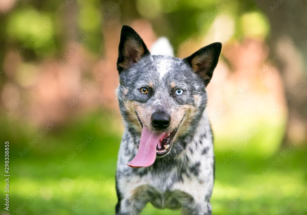 A happy Cattle dog heterochromia in its eyes, and panting with an extremely long tongue hanging out of its mouth Stock Photo | Adobe Stock