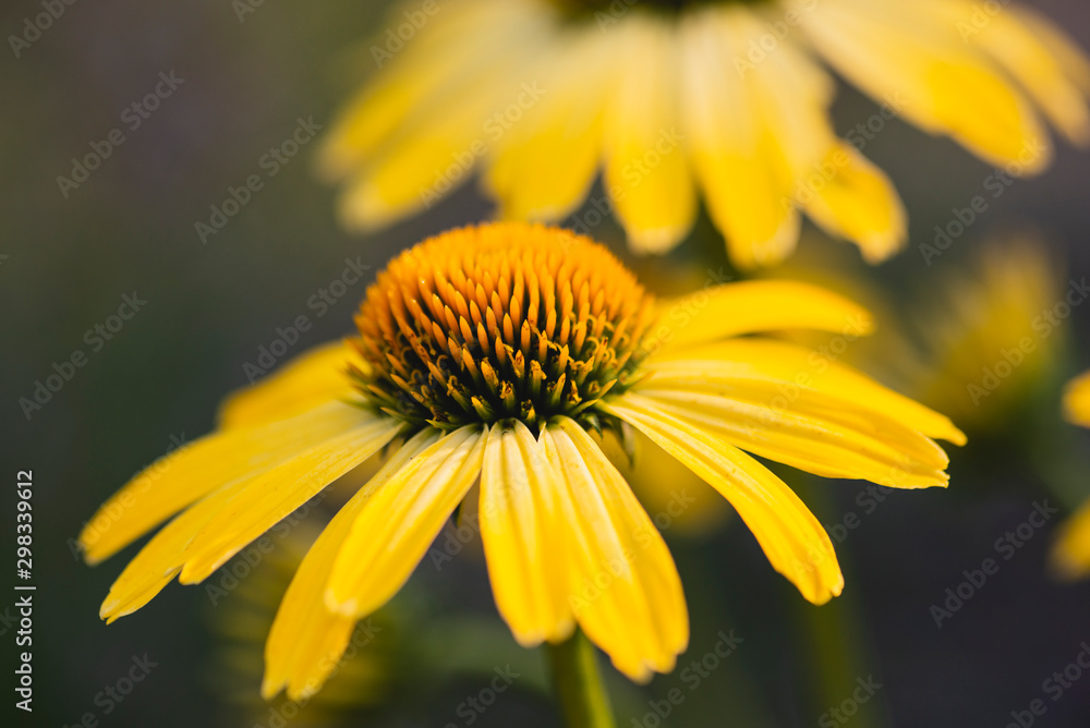 Fototapeta premium flowers