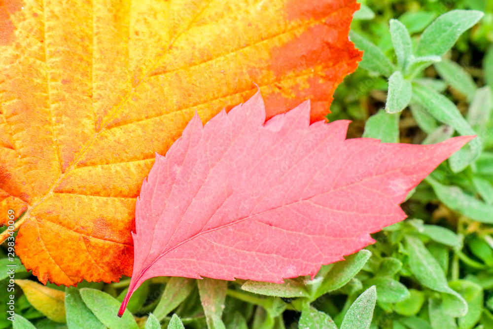 autumn colorful fallen leaves on the green grass autumn colorful fallen leaves on the green grass