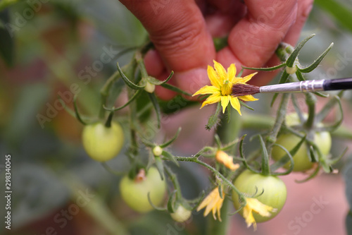 MANUALLY POLLINATING A FLOWER FROM A TOMATO PLANT