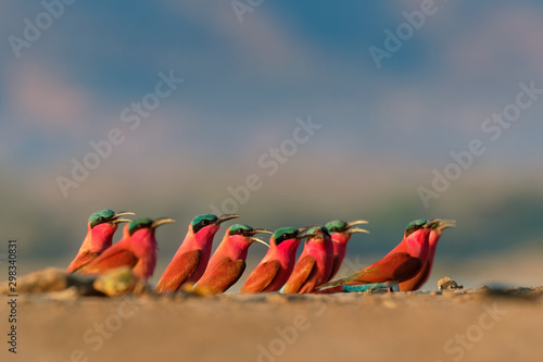 Beautiful red bird - Southern Carmine Bee-eater - Merops nubicus nubicoides flying and sitting on their nesting colony in Mana Pools Zimbabwe, Africa