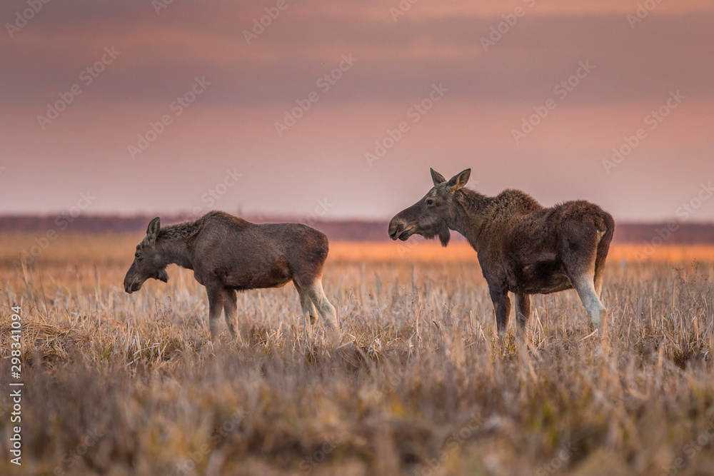 Elk / Moose (Alces alces) Elk / Moose (Alces alces)
