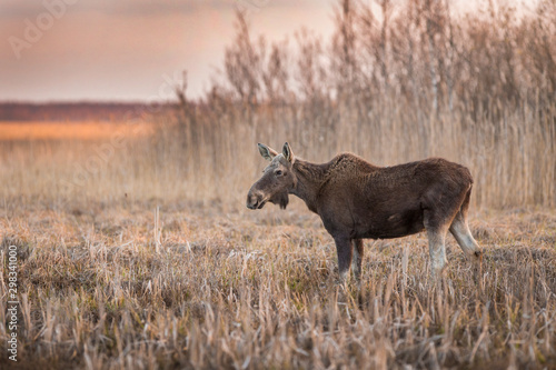 Elk / Moose (Alces alces)