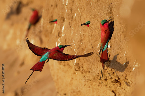 Foto Beautiful red bird - Southern Carmine Bee-eater - Merops nubicus nubicoides flyi