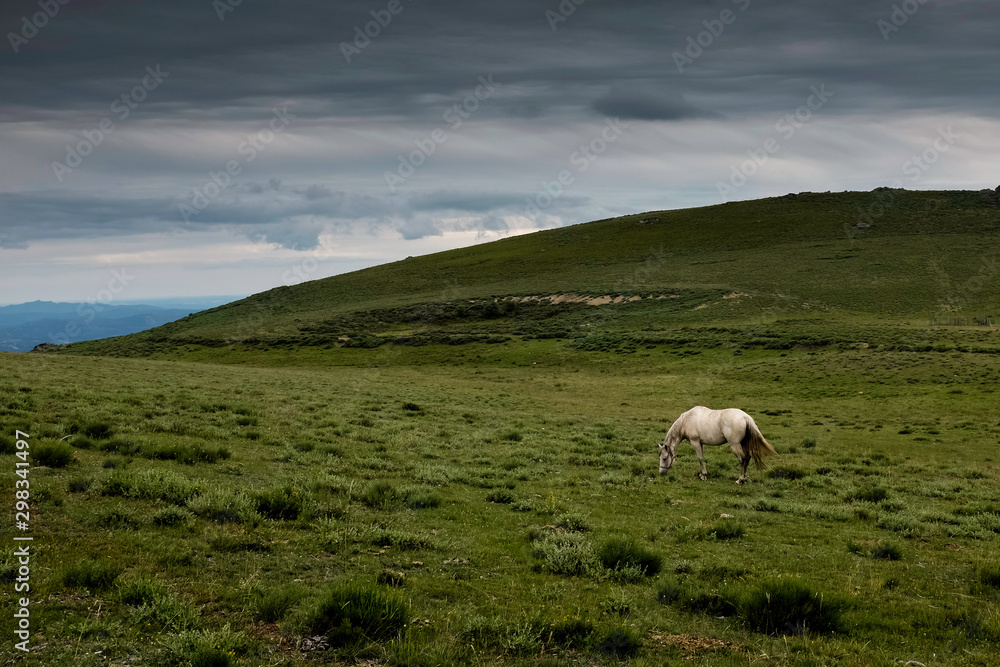 horse on pasture