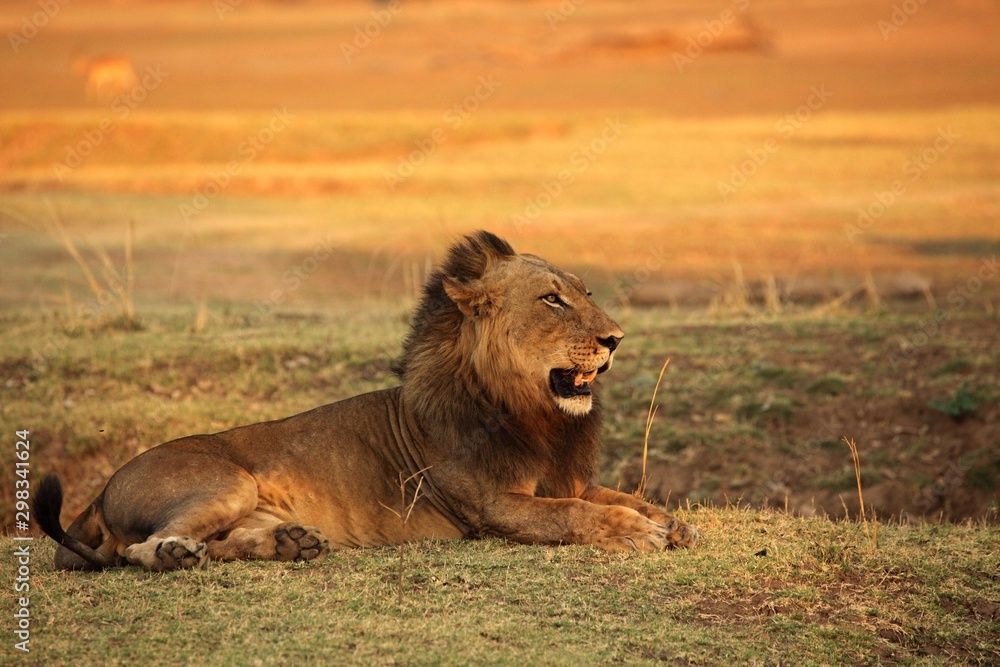 A Lion male (Panthera leo) lying in dry grassland and looking for the rest of his pride in morning sun. Zambia, South Luangwa. A Lion male (Panthera leo) lying in dry grassland and looking for the rest of his pride in morning sun. Zambia, South Luangwa.