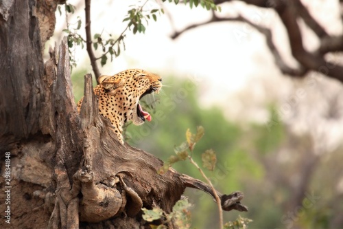 The African leopard (Panthera pardus pardus) male lying under the tree in evening sun. Zambia, South Luangwa. photo