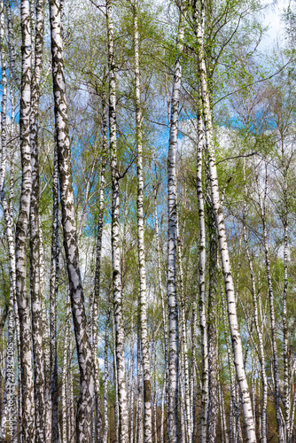 View of spring ukrainian birch forest