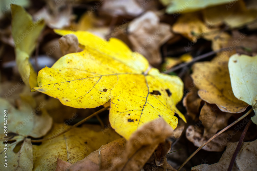 Fallen yellow leaves on the ground in a forest at autumn Fallen yellow leaves on the ground in a forest at autumn