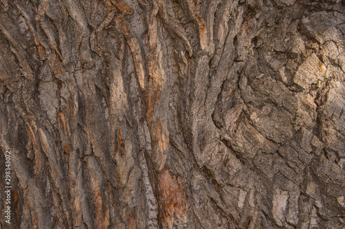 Oak tree bark close up. Old wood tree bark texture. Selective focus.