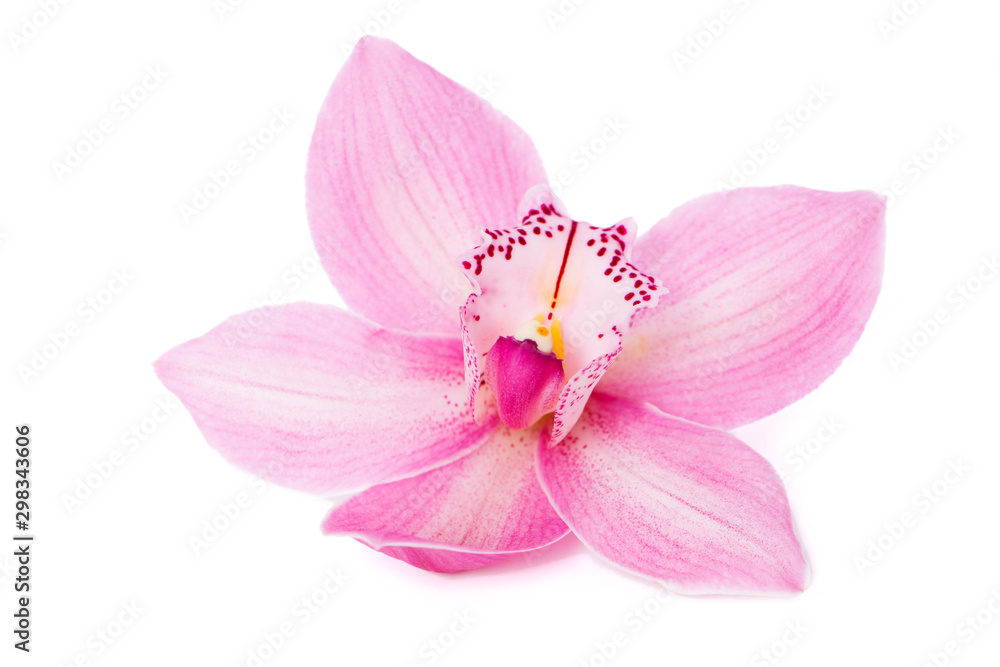 Obraz premium Pink orchid blossom on white background