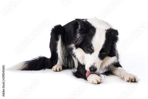 Leinwand Poster Young border collie dog licks his paw lying isolated on white backround