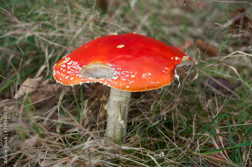 Closeup of amanita muscaria mushroom in a meadow Closeup of amanita muscaria mushroom in a meadow