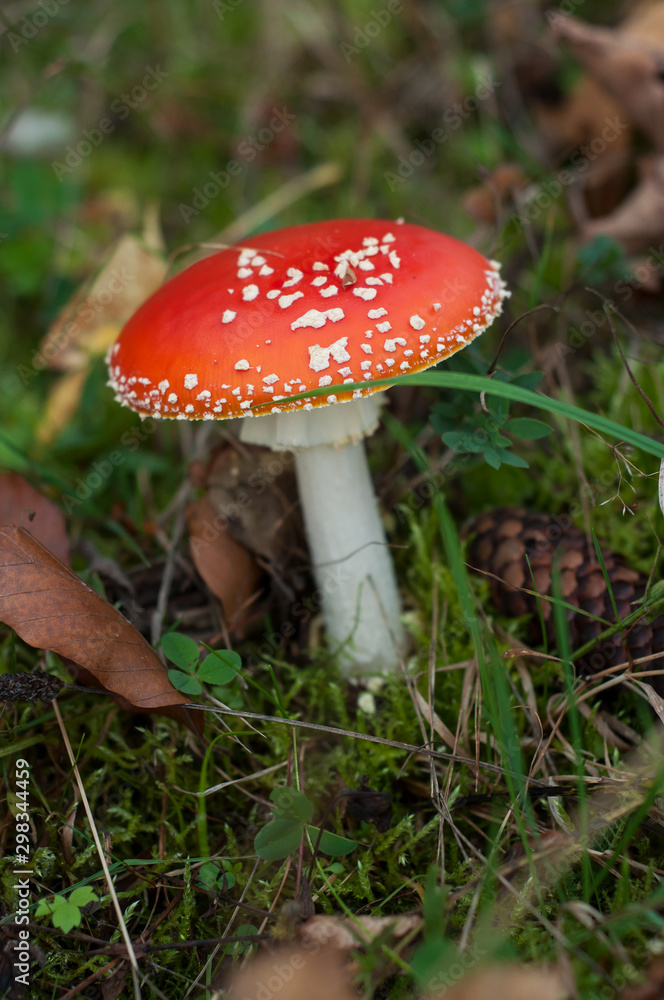 Closeup of amanita muscaria mushroom in a meadow Closeup of amanita muscaria mushroom in a meadow