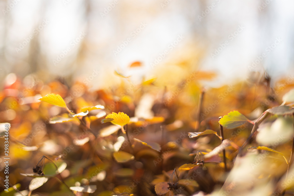 Pastele blurred autumn leaves - perfect peaceful background.