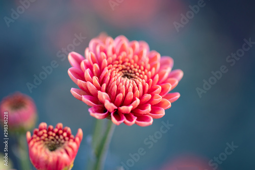 Foto Pink chrysanthemums close up in autumn Sunny day. Autumn flowers.