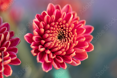 Pink chrysanthemums close up in autumn Sunny day. Autumn flowers.