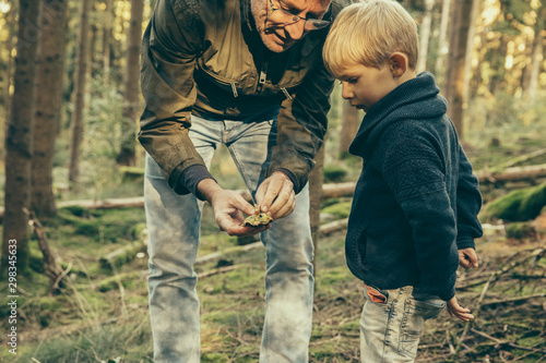 Mature man collecting bay bolete mushrooms with little boy