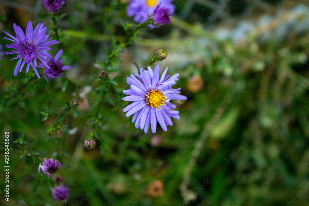 Bush of autumn blue chrysanthemum from blossoming flowers and buds Bush of autumn blue chrysanthemum from blossoming flowers and buds