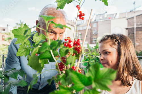 Grandfather and granddaughter picking red currants from balcony