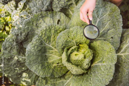 Germany, Northrhine Westphalia, Bornheim, Girl holding magnifying glass on savoy cabbage photo