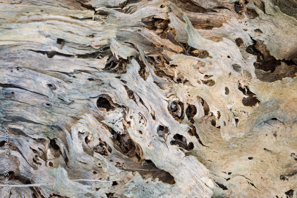 dry and grizzly wavy bark torn from a tree dry and grizzly wavy bark torn from a tree