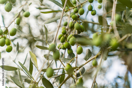 Green olives on tree photo