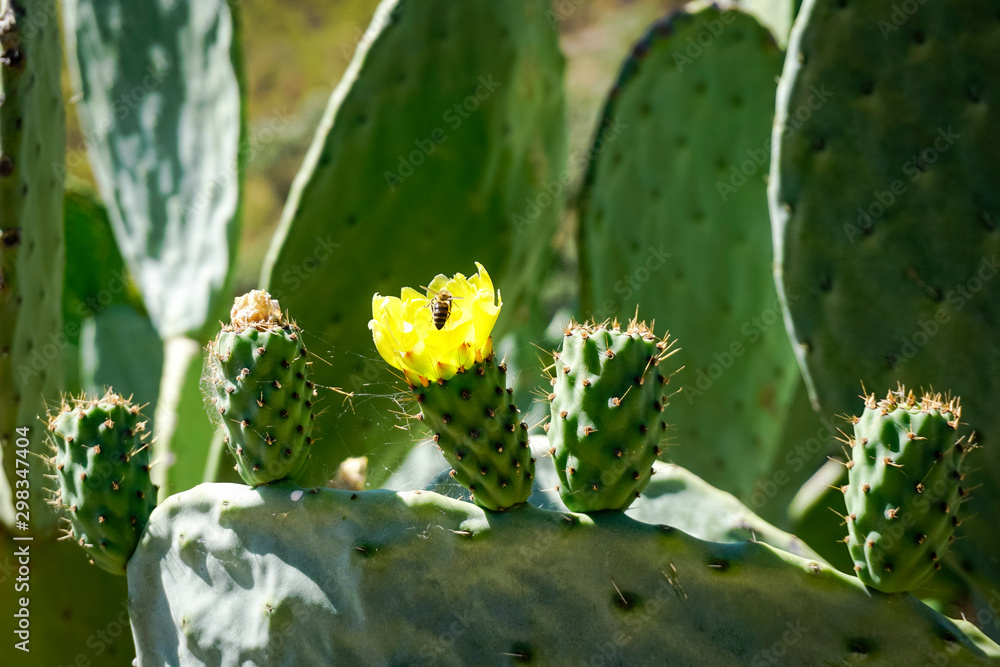 Opuntia ficus-indica, commonly known as, among others, prickly pear, fig tree, palera, prickly pear, prickly pear Opuntia ficus-indica, commonly known as, among others, prickly pear, fig tree, palera, prickly pear, prickly pear