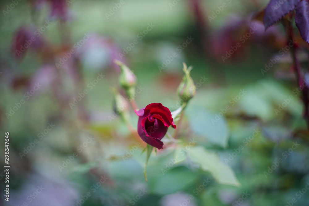 Fototapeta premium rose buds in the garden, close up