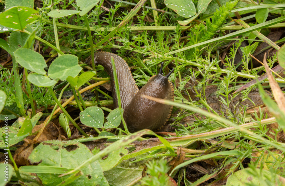 Large Red Slug (Arion Rufus)