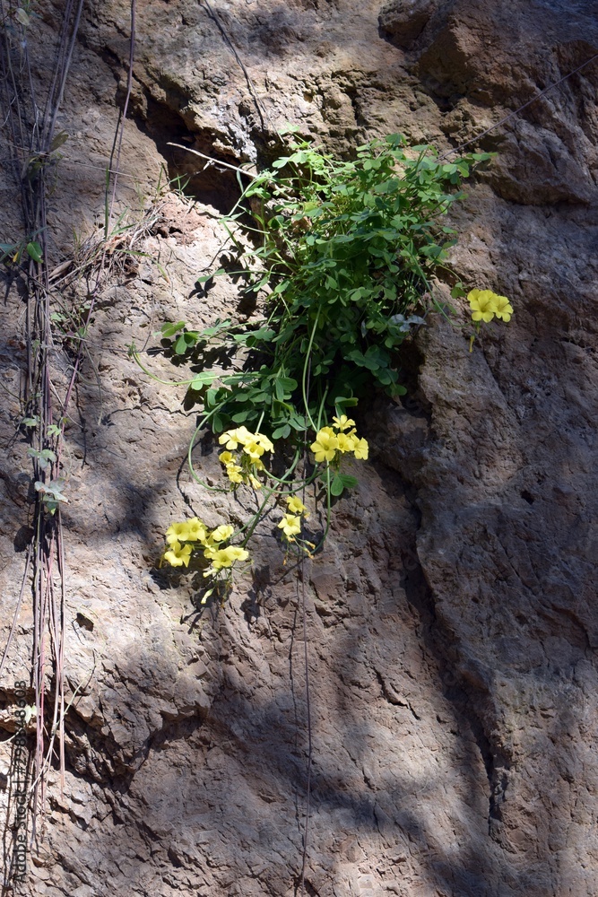 Yellow Flowers on Shadowed Wall 3302-039