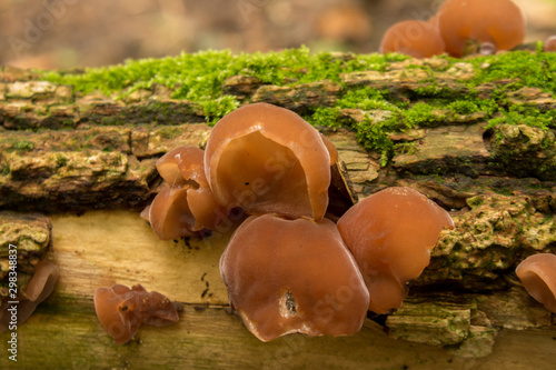 Wood Ear Fungus (Auricularia auricula-judae )