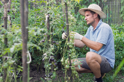 Farmer cleans cherry tomato plants in summer