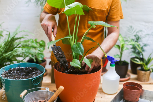 Man repotting green plant (Monstera Deliciosa)