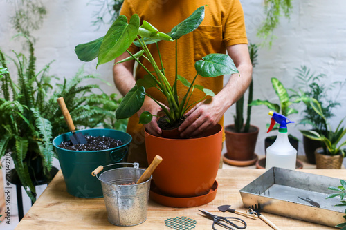 Man repotting green plant on his terrace Monstera Deliciosa plant
