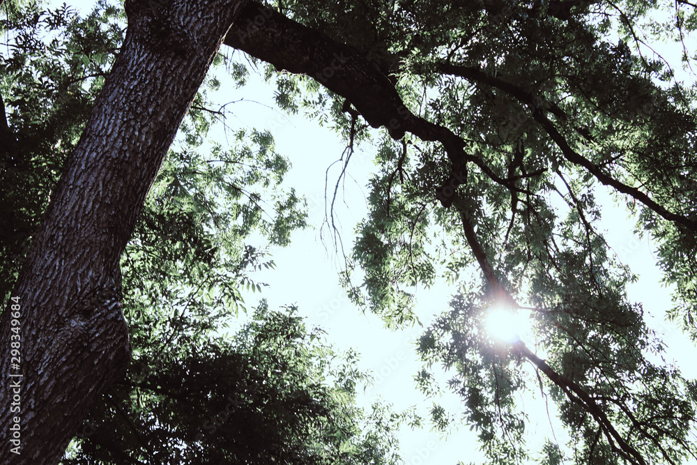 Fototapeta premium Sun rays through the branches of trees