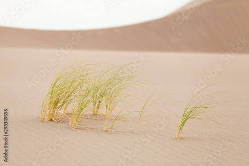 Windswept Indian ricegrass Oryzopsis hymenoides on sand dune photo