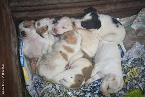 indian street dog puppies in a basket