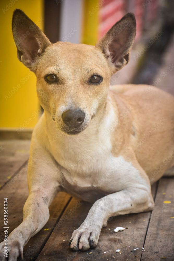 portrait of a street dog in india 