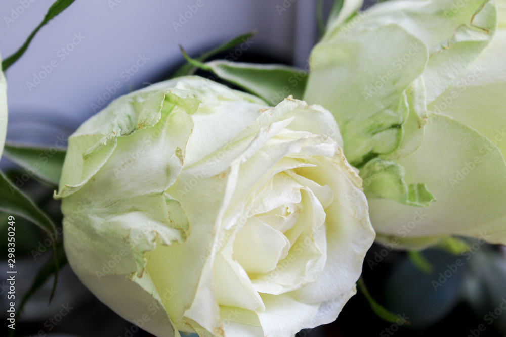 Fototapeta premium White roses on window background