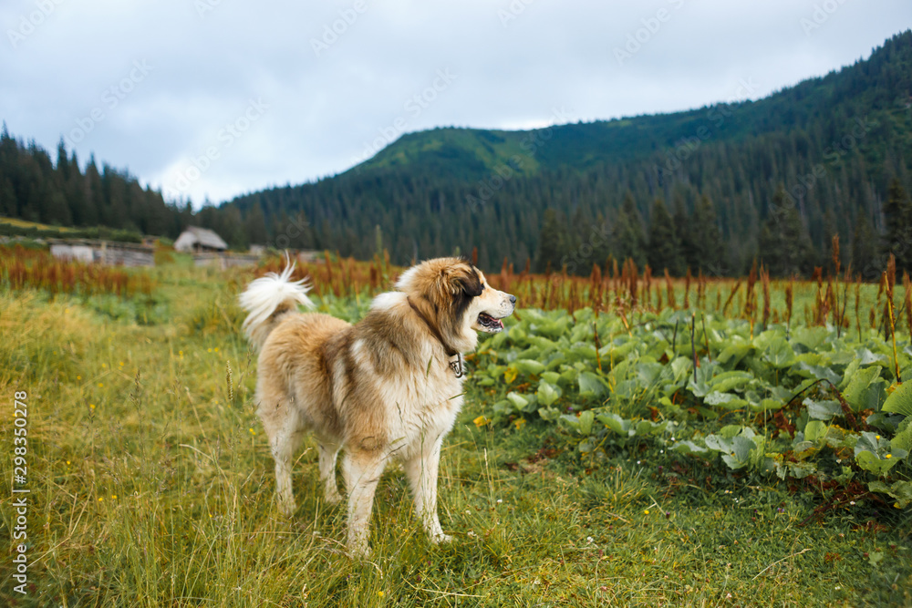 The dog light brown in green Carpathian spaces The dog light brown in green Carpathian spaces